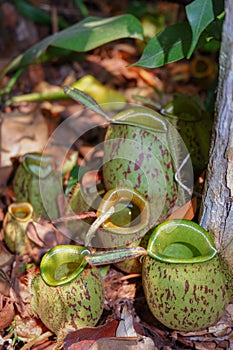Nepenthes ampullaria pitcher on the forest besides dry leaves