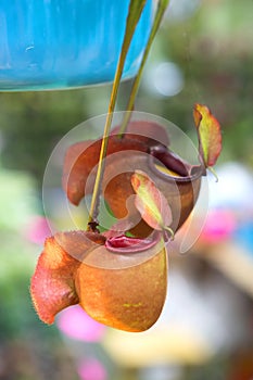 Nepenthes ampullaria And Pitcher plant