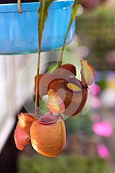 Nepenthes ampullaria and Pitcher plant