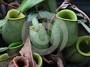 Nepenthes ampullaria or pitcher plant growing at the plant development station at the Bukit Dua Belas National Park resort office