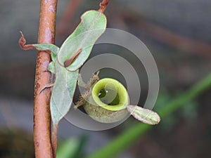 Nepenthes ampullaria or pitcher plant growing at the plant development station at the Bukit Dua Belas National Park resort office