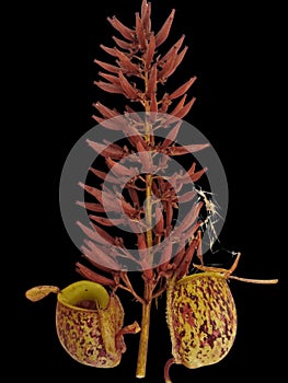 Lower pitcher and ripe seedpod of Nepenthes ampullaria tricolor