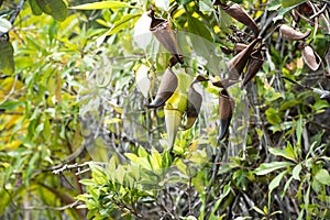 Wild Orchid, Nepenthes ampullaria, Pitcher Plant, Evolved Away from Carnivorous Plant. Plant hanging on Rocks in in Indonesia. photo