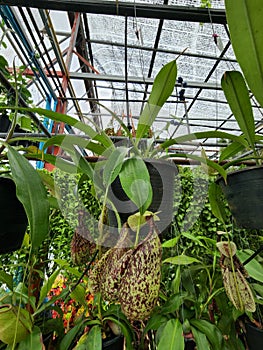 Nepenthes bicalcarata Insectivorous plant is a creeper or clumping into a small bush.