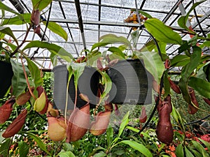 Nepenthes bicalcarata Insectivorous plant is a creeper or clumping into a small bush.