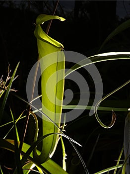 Nepenthes bug hunter plant