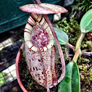 Nepenthes burbidgeae