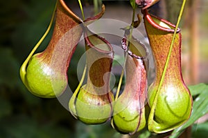 Nepenthes Burkei - Carnivorous Pitcher Plant