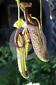 Nepenthes carnivores plant
