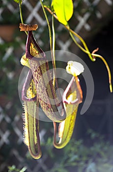 Nepenthes carnivores plant