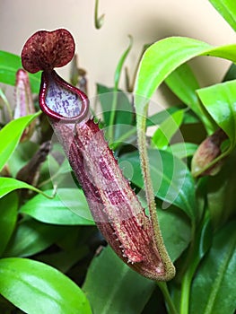 Nepenthes photo