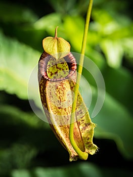 Nepenthes (carnivorous plant)
