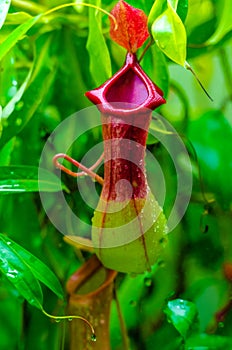 Nepenthes a Carnivorous plant