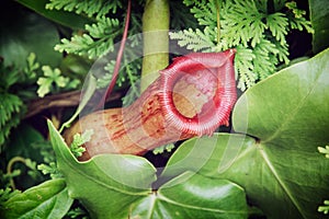 Nepenthes carnivorous plant