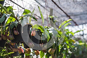 Nepenthes carnivorous plant