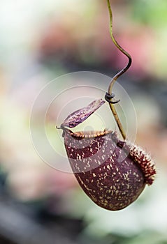 Nepenthes carnivorous plant
