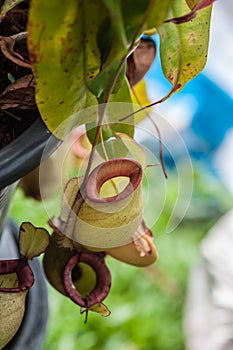 Nepenthes carnivorous plant