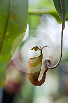 Nepenthes carnivorous plant