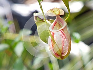 Nepenthes carnivorous plant