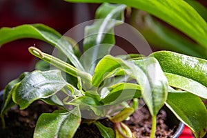 Nepenthes carnivorous plant close-up view