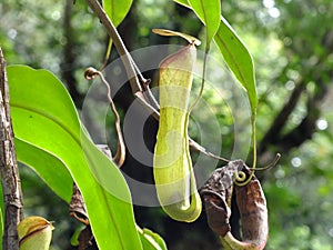 Nepenthes carnivorous plant closeup green leaves