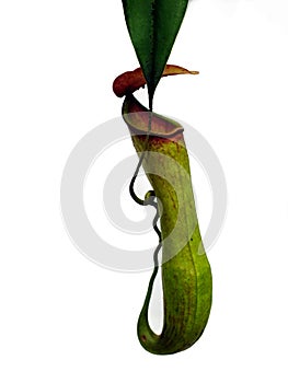 Nepenthes carnivorous plant closeup with white background