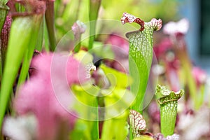 Nepenthes carnivorous plant in the huge botanical garden, nature concept