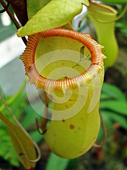 Nepenthes, carnivorous plant, insectivorous plant