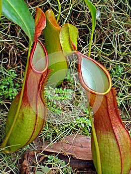 Nepenthes, carnivorous plant, insectivorous plant