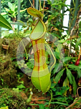 Nepenthes, carnivorous plant, insectivorous plant