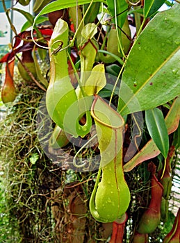 Nepenthes, carnivorous plant, insectivorous plant