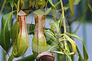 Nepenthes, carnivorous plant, insectivorous plant, Brazil