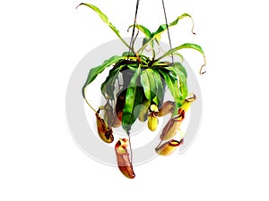 Nepenthes carnivorous plant isolated on white background