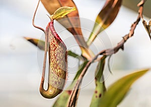 Nepenthes carnivorous plant or monkey cups or tropical pitcher plants