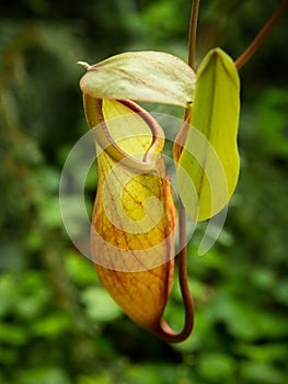 Nepenthes (carnivorous plant)
