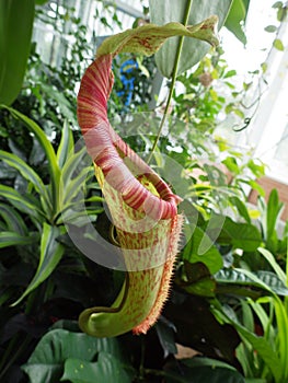 Nepenthes Carnivorous Plant with Rainshield - Green and Red