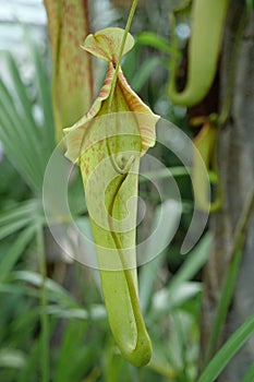 Nepenthes - carnivorous plant, tropical pitcher plant or monkey cup