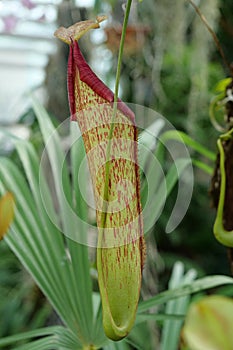 Nepenthes - carnivorous plant, tropical pitcher plant or monkey cup