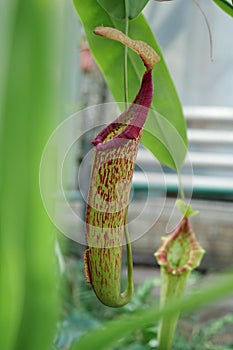 Nepenthes - carnivorous plant, tropical pitcher plant or monkey cup