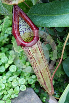 Nepenthes - carnivorous plant, tropical pitcher plant or monkey cup