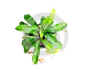 Nepenthes carnivorous plant on white background