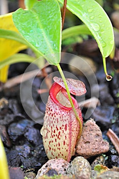 Nepenthes Carnivorous plants photo