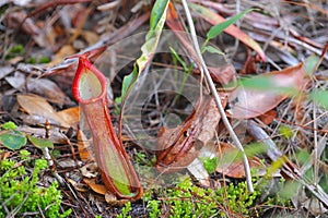 Nepenthes carnivorous plants in evergreen forest.