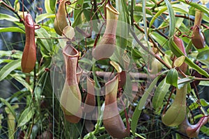 Nepenthes - carnivorous plants growing in tropical Asia