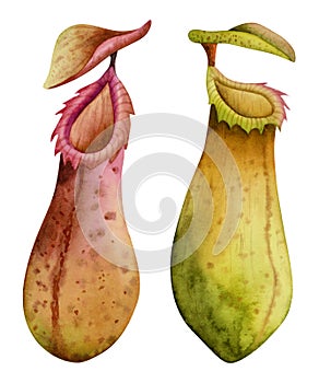 Nepenthes carnivorous plants illustration set isolated on white background. Tropical green red and yellow pitcher plant