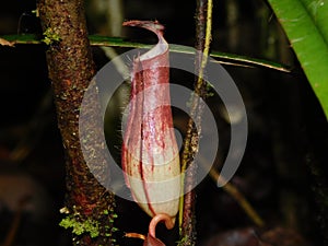 Nepenthes in the Ketapang Forest photo
