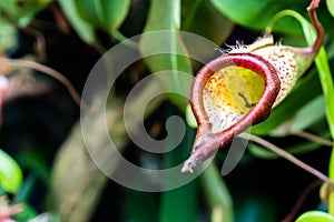 Nepenthes or Carnivorous plants at the right of the frame with blurred green leaves background