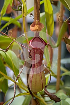 Nepenthes carnivorous tropical pitcher plants or monkey cups with pitchers and leaves