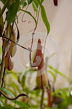 Nepenthes carnivorous tropical pitcher plants or monkey cups with pitchers and leaves