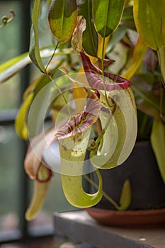 Nepenthes carnivorous tropical pitcher plants or monkey cups with pitchers and leaves